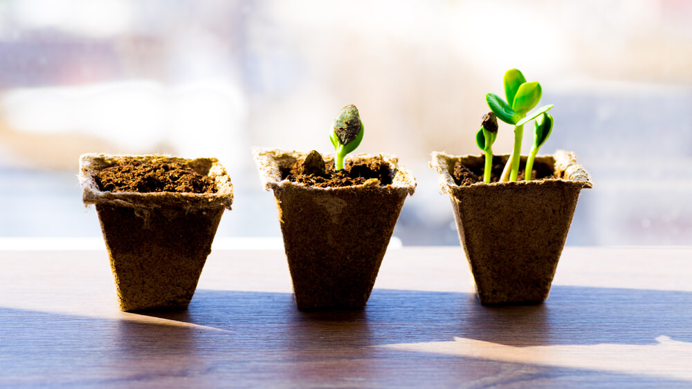 3-potted-plants-demonstrating-their-growth-comparing-to-drip-campaigns